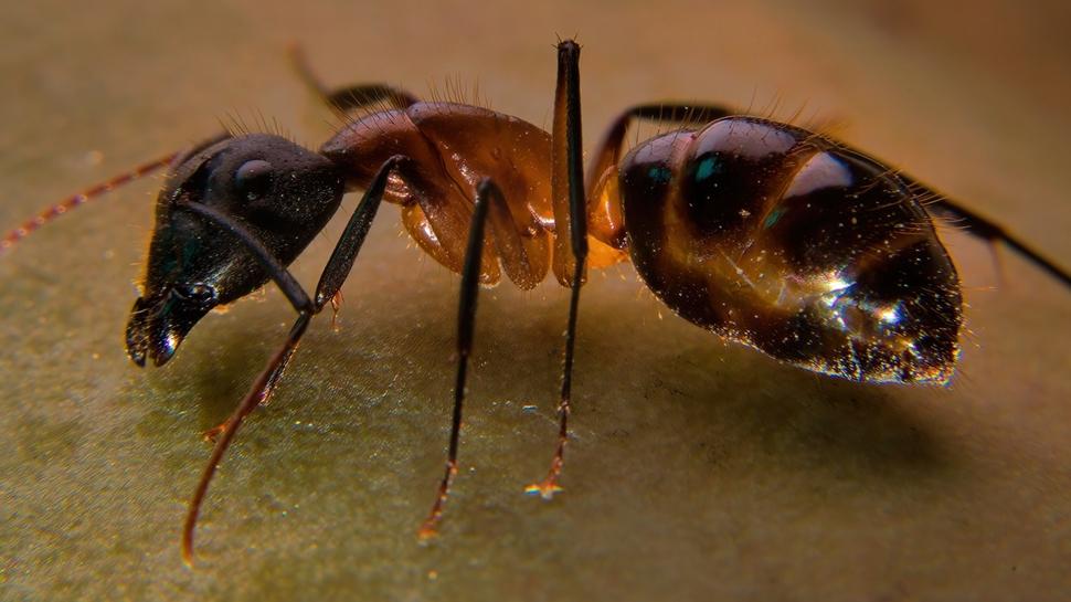 Buna dikkat eden yaşadı! Eve karınca uğramıyor