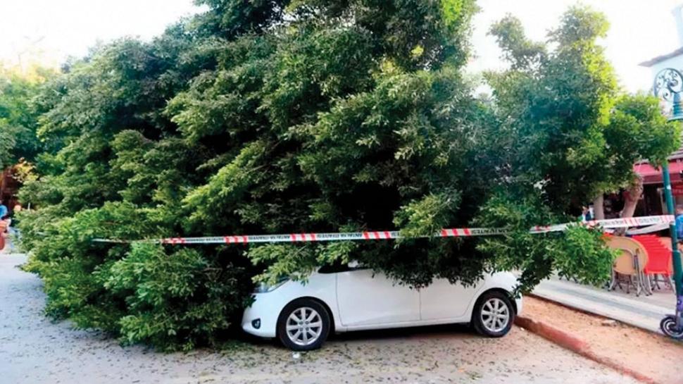 CHP'li Beşiktaş'a ağaç tazminatı