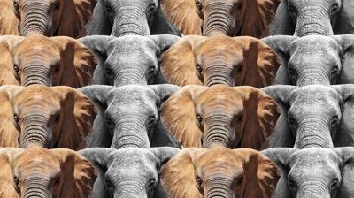 Zeka testi: Fillerin arasındaki kartal nerede? 520 kişi denedi, 37'si başarılı oldu