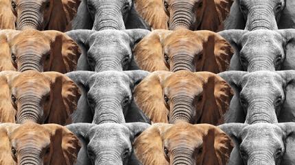 Zeka testi: Fillerin aras�ndaki kartal nerede? 520 ki�i denedi, 37'si ba�ar�l� oldu