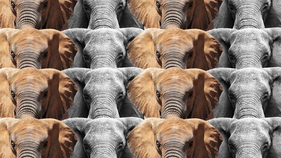 Zeka testi: Fillerin aras�ndaki kartal nerede? 520 ki�i denedi, 37'si ba�ar�l� oldu