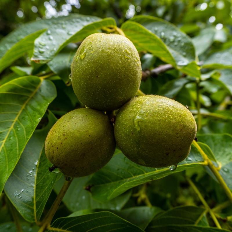 Haf�zay� co�turan 5 yiyecek! Beyni gen�le�tiriyor