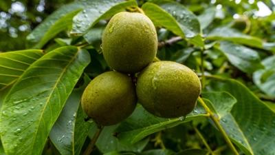 Haf�zay� co�turan 5 yiyecek! Beyni gen�le�tiriyor