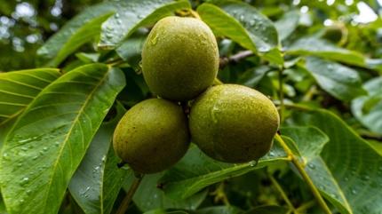 Haf�zay� co�turan 5 yiyecek! Beyni gen�le�tiriyor