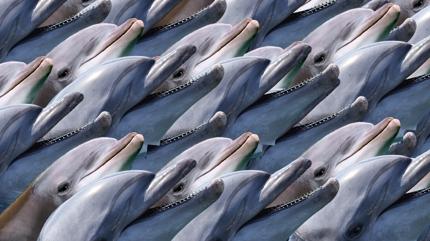 Zeka testi: Yunuslar�n i�indeki timsah nerede? 725 ki�iden 12'si 7 saniyede buldu