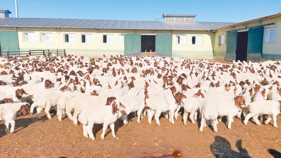 ABD'ye Urfa'dan İtalyan peyniri