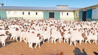 ABD'ye Urfa'dan �talyan peyniri