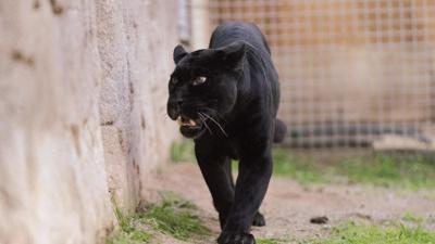 Fransa'da do�du, T�rkiye'de �ld�! Juliet'in h�z�nl� sonu