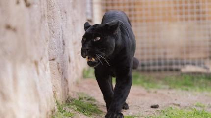 Fransa'da do�du, T�rkiye'de �ld�! Juliet'in h�z�nl� sonu