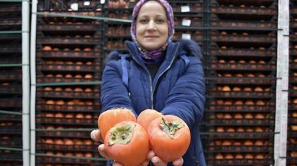 Hibe ald�, so�uk hava deposu kurdu! K�y�n meyvesi ziyan olmuyor