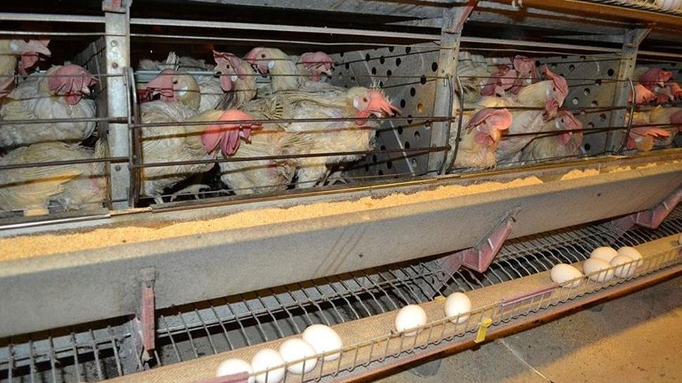 Yumurtacı tavuklar yeni düzenleme: Kafes standartları değişti