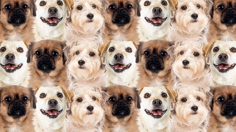 Zeka testi: Köpeklerin içindeki saklı civciv nerede? 430 kişiden 11'i başarılı oldu