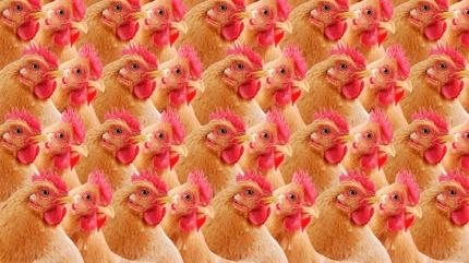 Zeka testi: Tavuklar�n i�indeki �rdek nerede? 815 ki�i denedi 21'i ba�ar�l� oldu