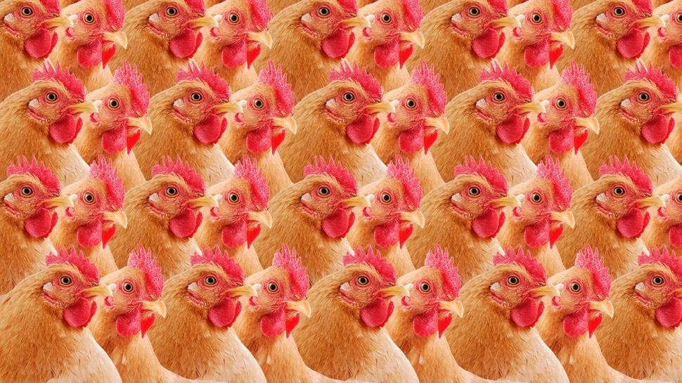 Zeka testi: Tavuklar�n i�indeki �rdek nerede? 815 ki�i denedi 21'i ba�ar�l� oldu