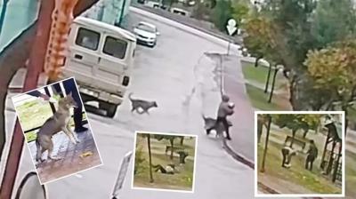 Parkta ba��bo� k�pek deh�eti