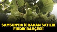 Samsun Sal�pazar�'nda icradan sat�l�k f�nd�k bah�esi!