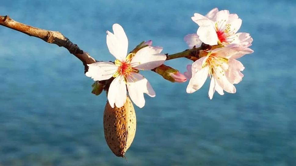 Badem a�a�lar� Dat�a'da �i�ek a�t�!