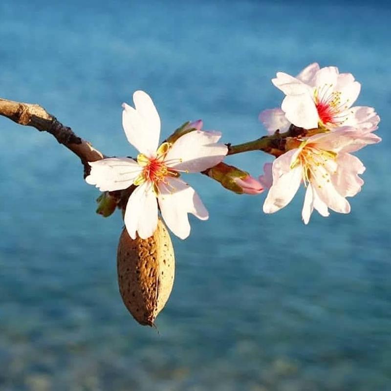 Badem a�a�lar� Dat�a'da �i�ek a�t�!