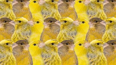 Zeka testi: Çok kanarya var! Gizli aslan nerede? 515 kişiden 21'i 10 saniyede buldu