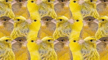 Zeka testi: �ok kanarya var! Gizli aslan nerede? 515 ki�iden 21'i 10 saniyede buldu