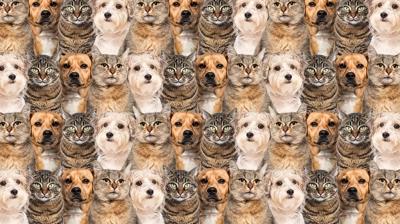 Zeka testi: Kedi ve köpeklerin arasındaki saklı civciv nerede? 551 kişiden 12'si buldu