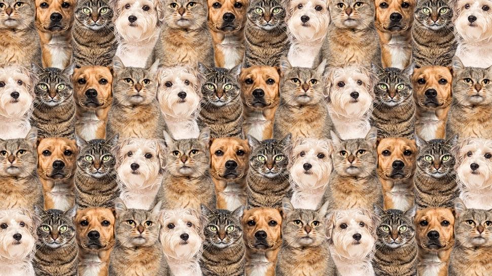 Zeka testi: Kedi ve k�peklerin aras�ndaki sakl� civciv nerede? 551 ki�iden 12'si buldu