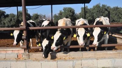 Yem sanayicilerinden fiyatlar� art�rmama karar�