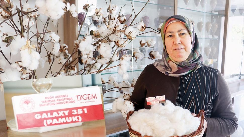 Adana i�in yeni dayan�kl� pamuk