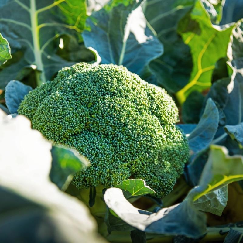 Alzheimer'in ilac� tek besin: Turpgillerden beynin �ifas�