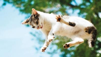 Ba��na d��en kedi i�in 50 bin TL tazminat