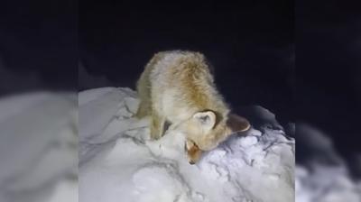 Y�ksekova'da Sibirya so�uklar�: Yiyecek arad��� s�rada ayakta dondu!