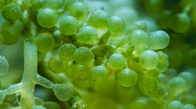 Brokoliden 5 kat faydal�: Demir deposu ye�il s�per g�� sofrada