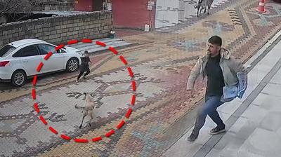 Sahipsiz k�pek deh�eti! �ocu�u esnaf kurtard�