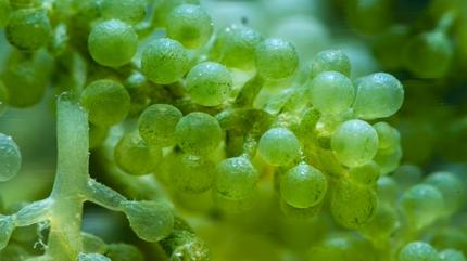 Brokoliden 5 kat faydal�: Demir deposu ye�il s�per g�� sofrada