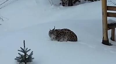 G�m��hane'de va�ak evin bah�esine girdi