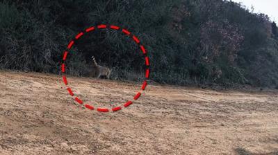 Ganos Da��'nda g�r�nt�lendi! �nsanlardan uzak ve sessiz alanlar� tercih ediyor