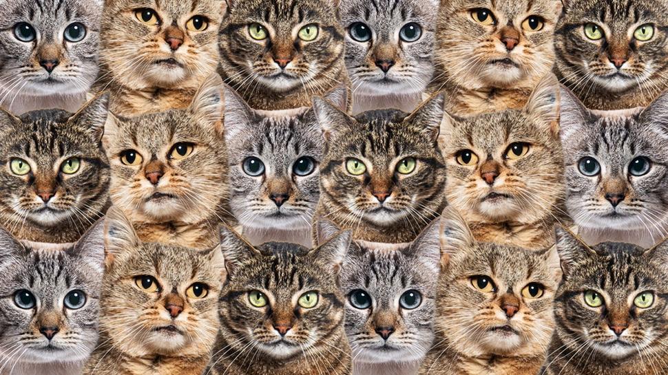 Zeka testi: Kedilerin i�indeki k�pe�i bulabilir misin? 780 ki�i denedi 21'i ba�ar�l� oldu