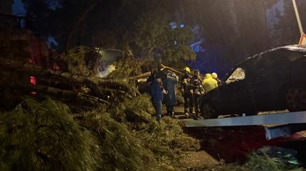 Ayd�n'da f�rt�na a�ac� devirdi: 2 ki�i yaraland�