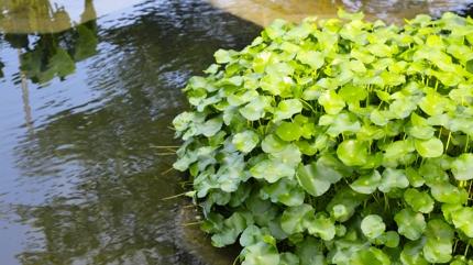 Kald�r�m kenar�nda yeti�iyor, d�nyan�n en sa�l�kl� sebzesi se�ildi: Milyonlarca mineral var