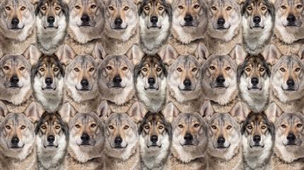 Zeka testi: Kurtlar�n i�indeki gizli beyaz kedi nerede? 520 ki�iden 12'si buldu