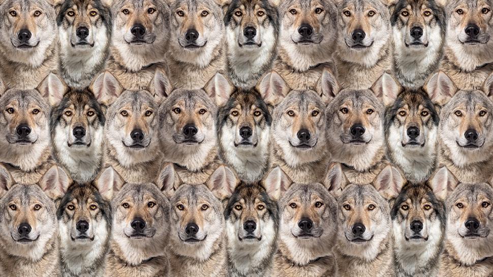 Zeka testi: Kurtlar�n i�indeki gizli beyaz kedi nerede? 520 ki�iden 12'si buldu