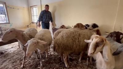 �srailliler, bir haftada Filistinlilere ait 526 hayvan� �ald�