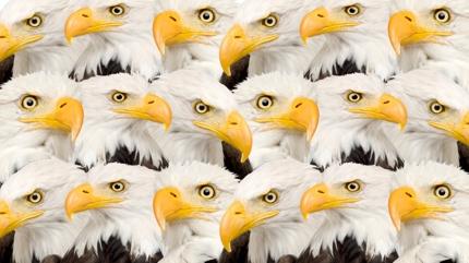 Zeka testi: Kartallar�n i�indeki sakl� civcivi g�rd�n m�? 630 ki�i denedi 12'si buldu