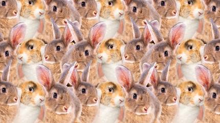 Zeka testi: Tav�anlar�n i�indeki kaplumba�a nerede? Sadece en zekiler 7 saniyede bulunuyor