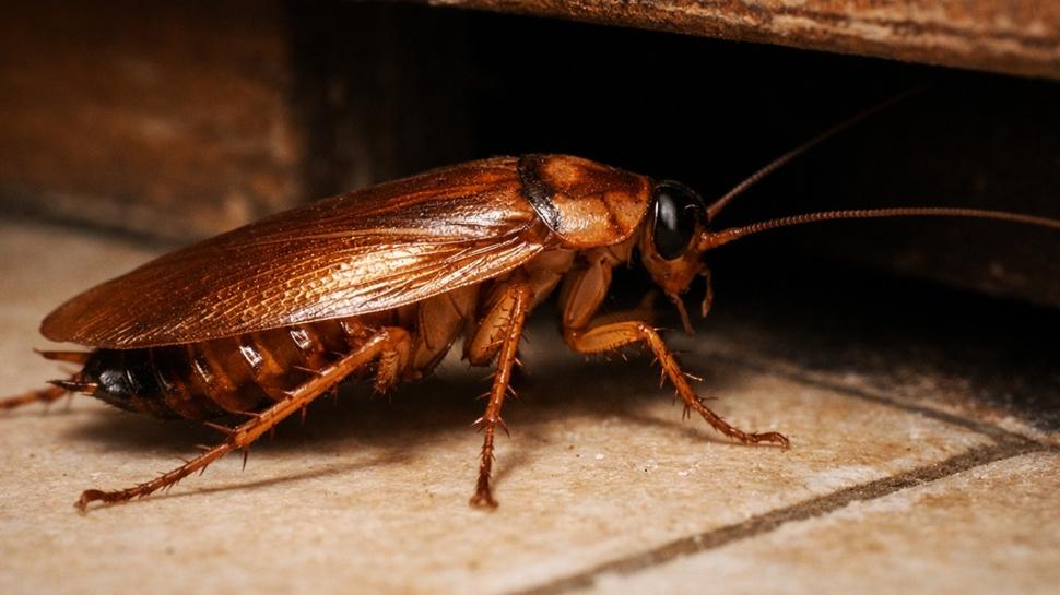 Hamam b�cekleri varsa bak�n! Me�er eve bu y�zden geliyorlarm��