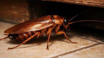 Hamam b�cekleri varsa bak�n! Me�er eve bu y�zden geliyorlarm��