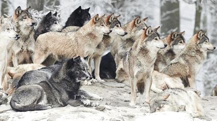 Zeka testi: Kurtlar�n i�indeki beyaz kedi nerede? 375 ki�iden 11'i 7 saniyede buldu