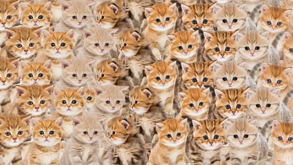 Zeka testi: �ok say�da kedi var! Sakl� civciv nerede? 500 ki�iden 17'si buldu