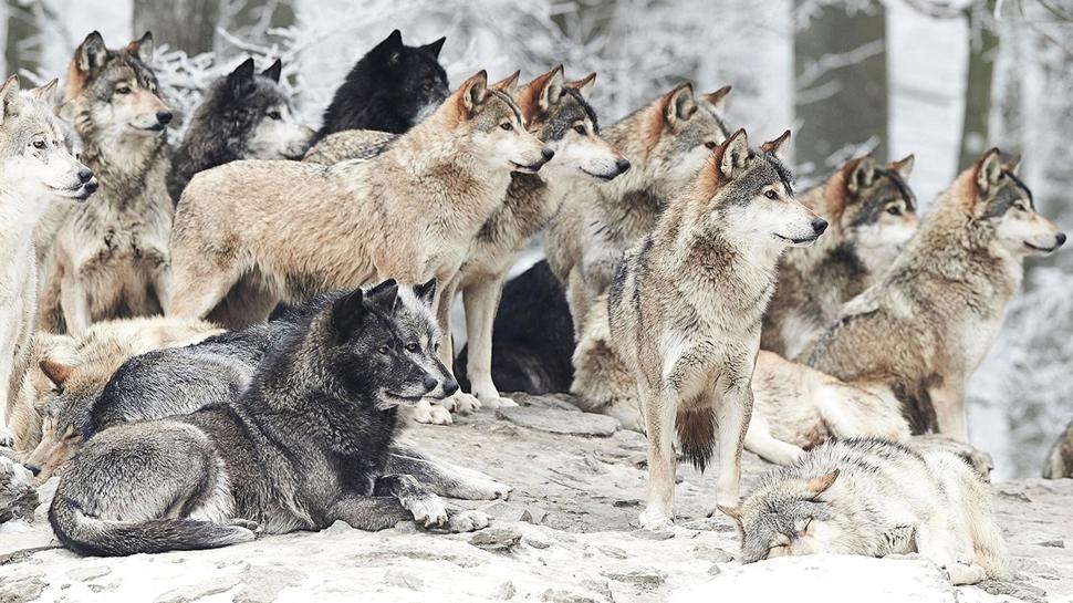 Zeka testi: Kurtlar�n i�indeki beyaz kedi nerede? 375 ki�iden 11'i 7 saniyede buldu