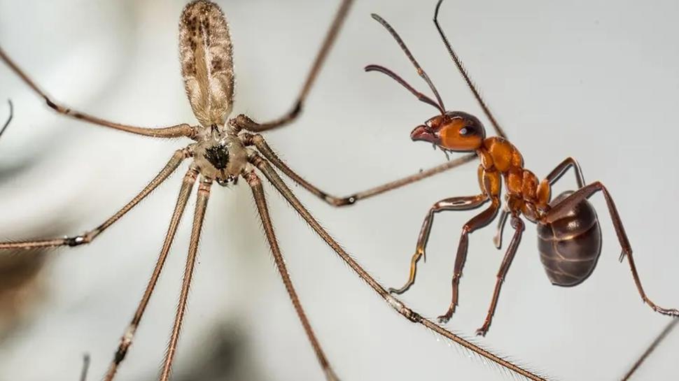 Kar�nca ve �r�mcek buna geliyor! Hemen evden uzakla�t�r�n...